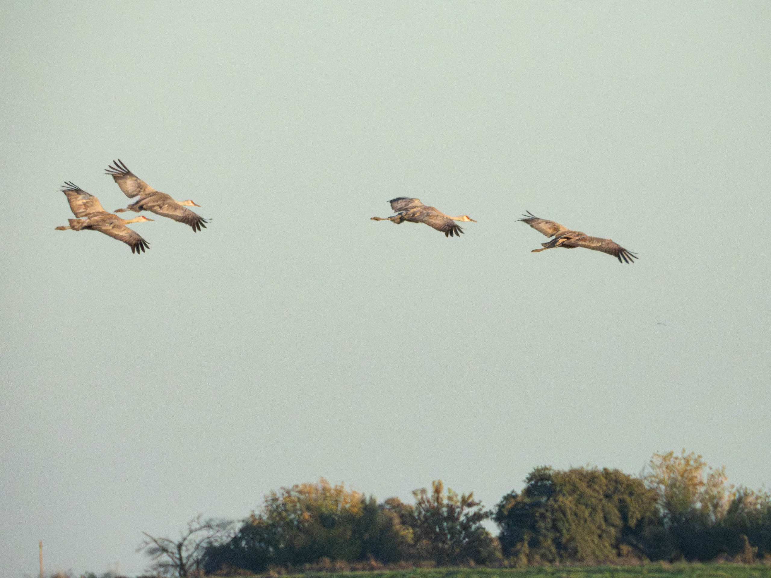 Sandhill Crane