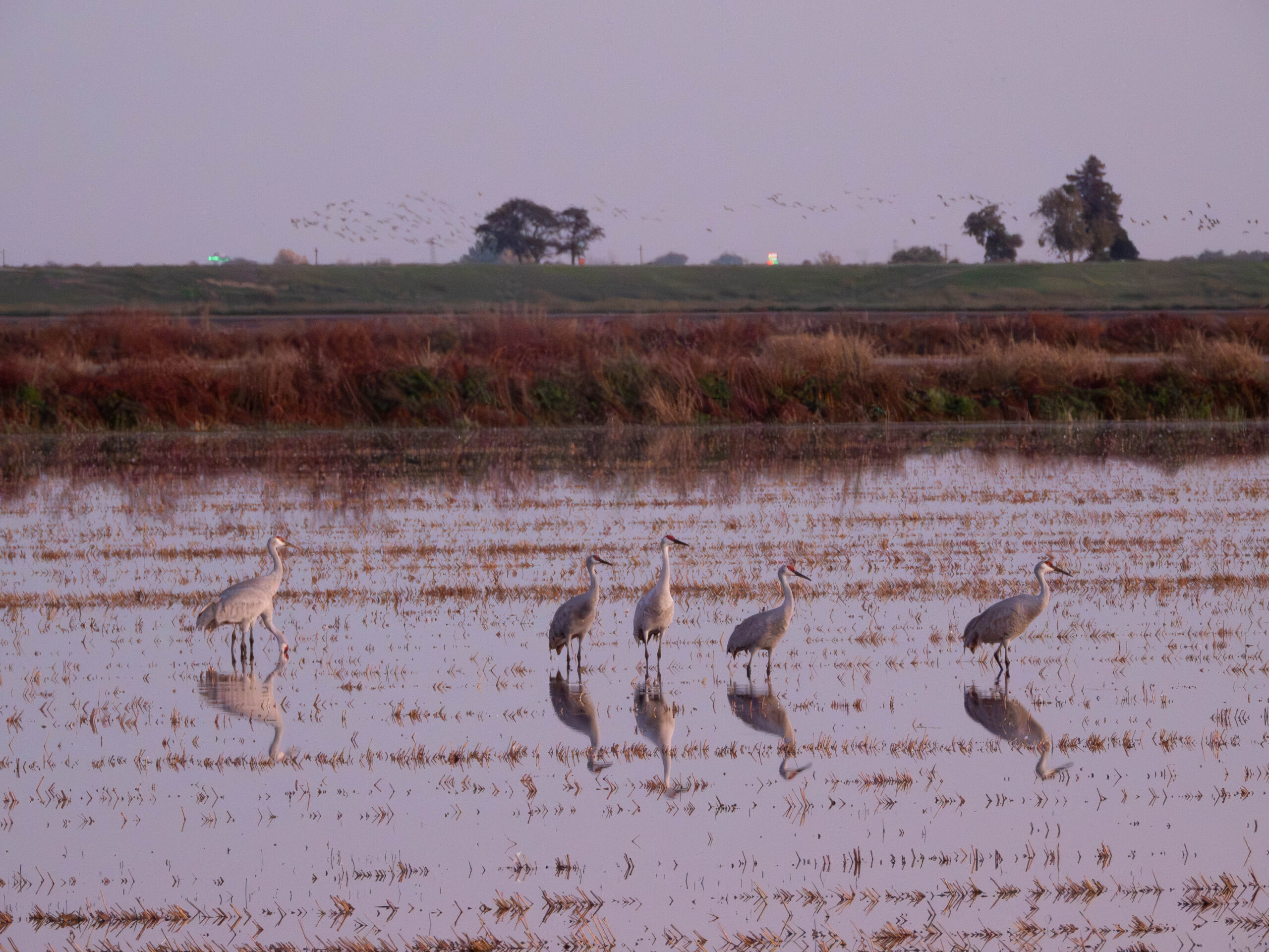Sandhill Crane