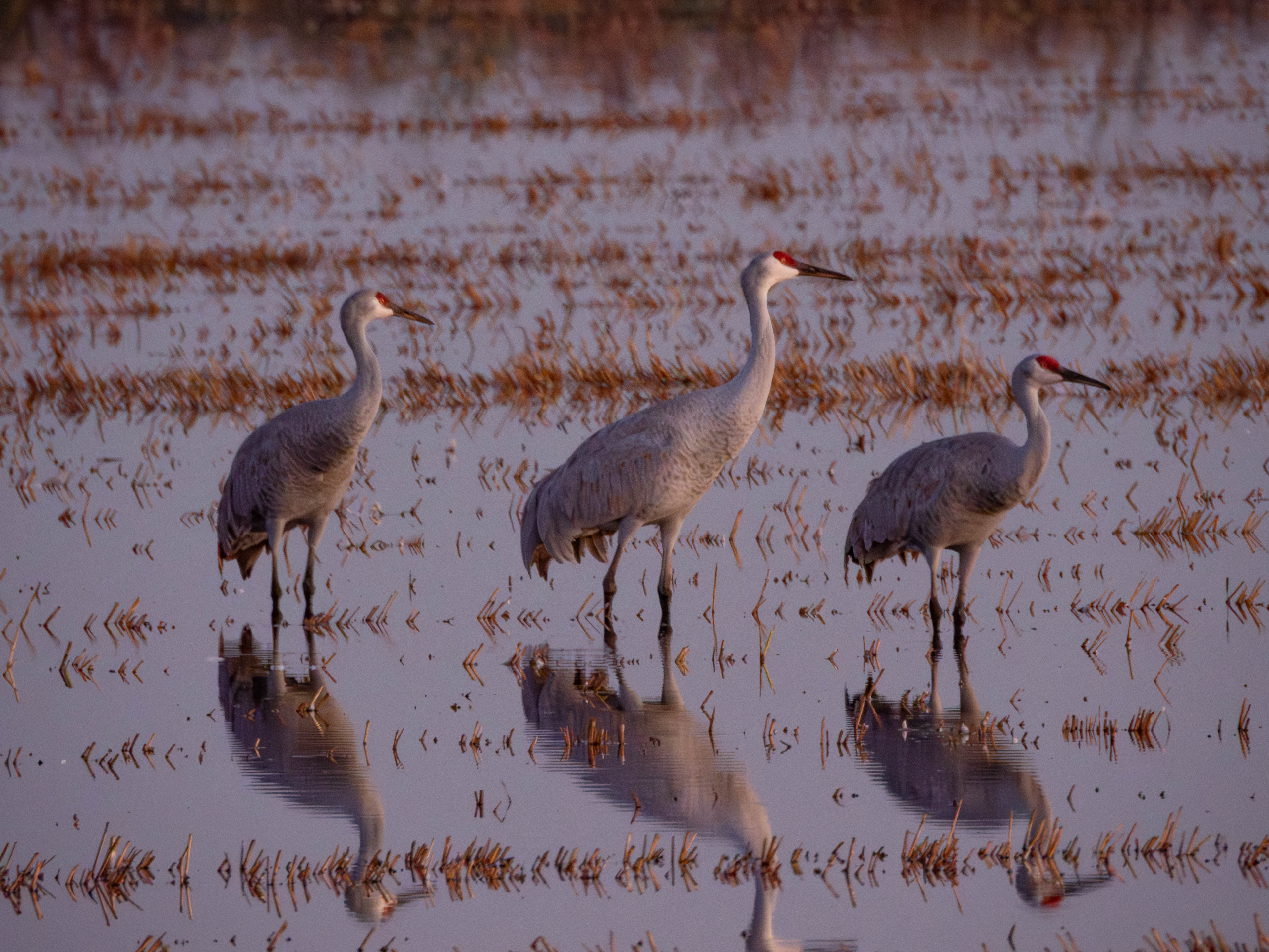 Sandhill Crane