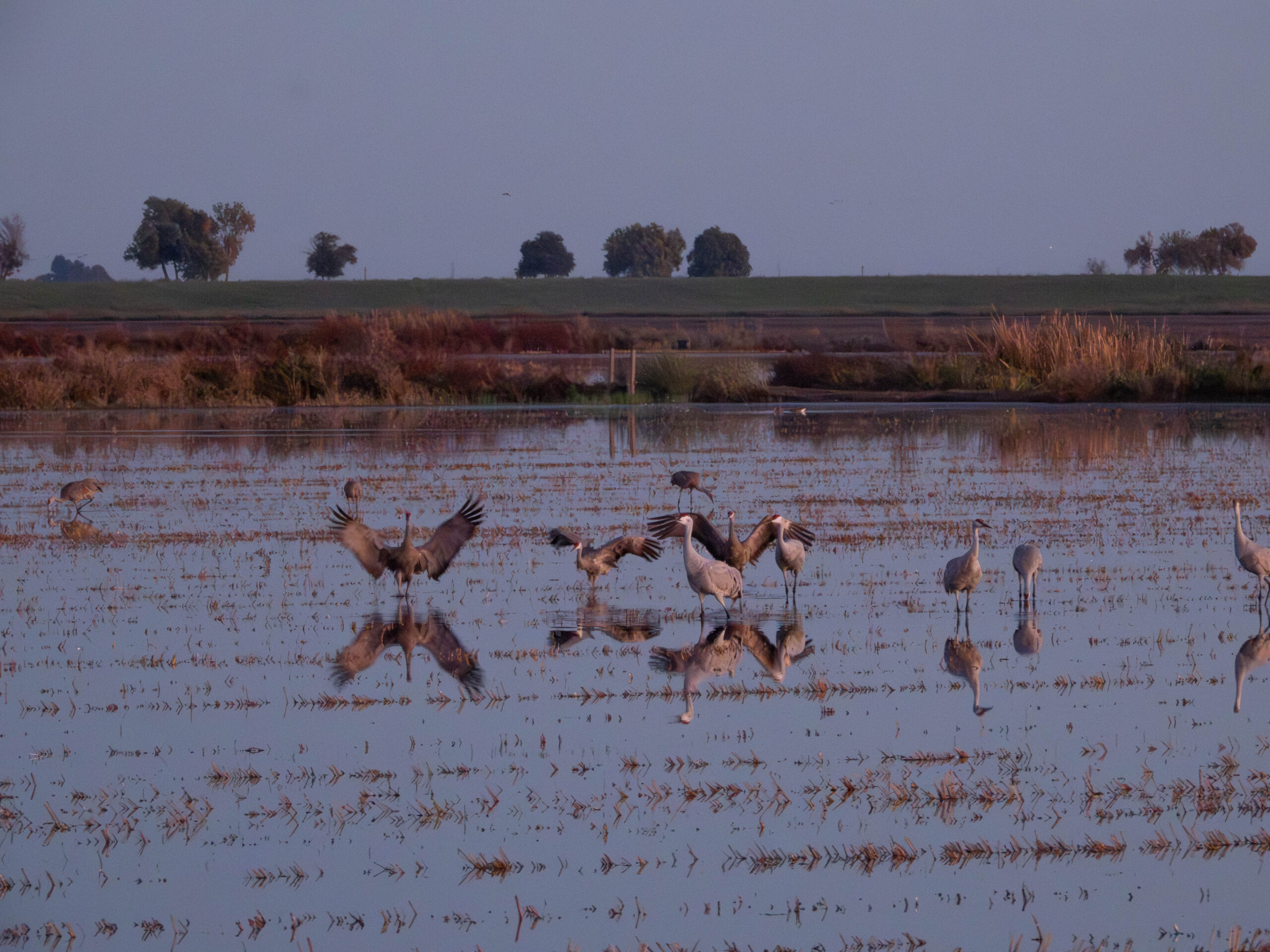 Sandhill Crane