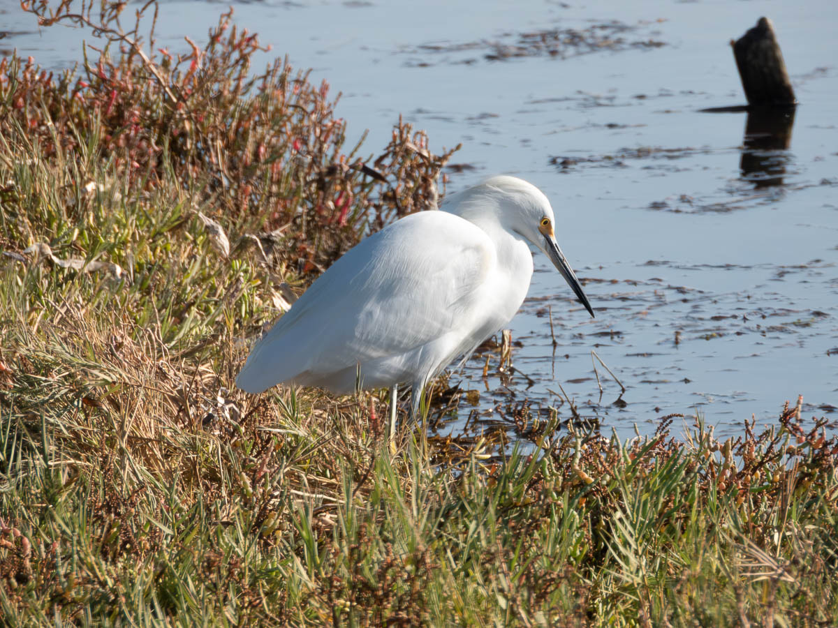 Great Egret