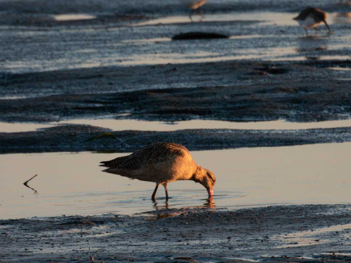 Marbled Godwit