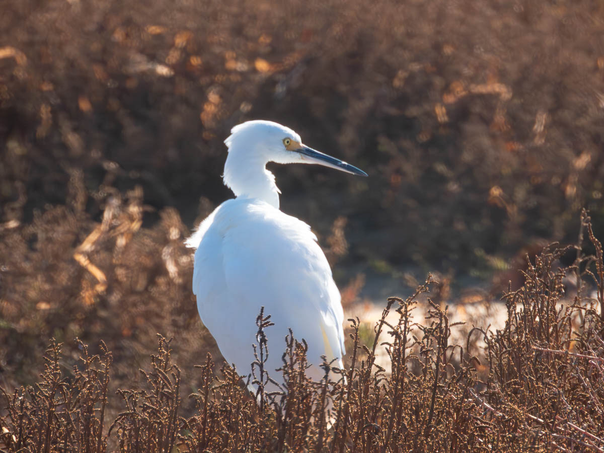 Great Egret