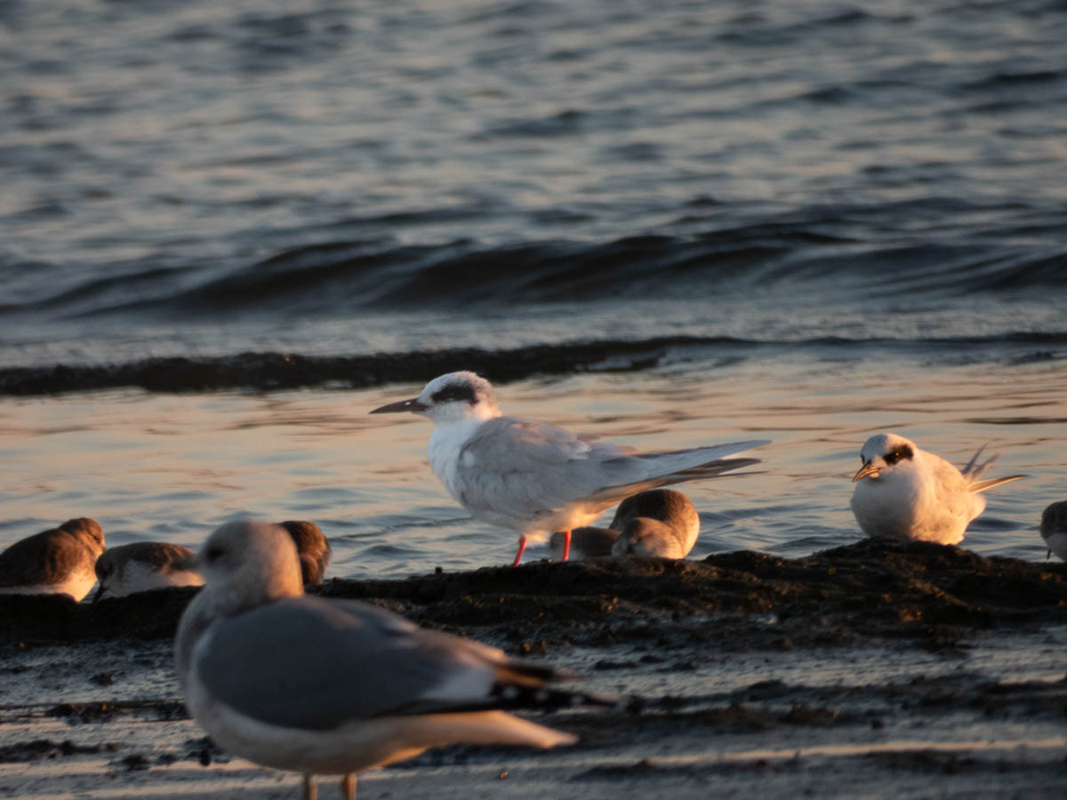 Forster’s Tern