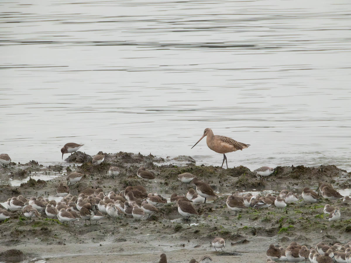 Marbled Godwit