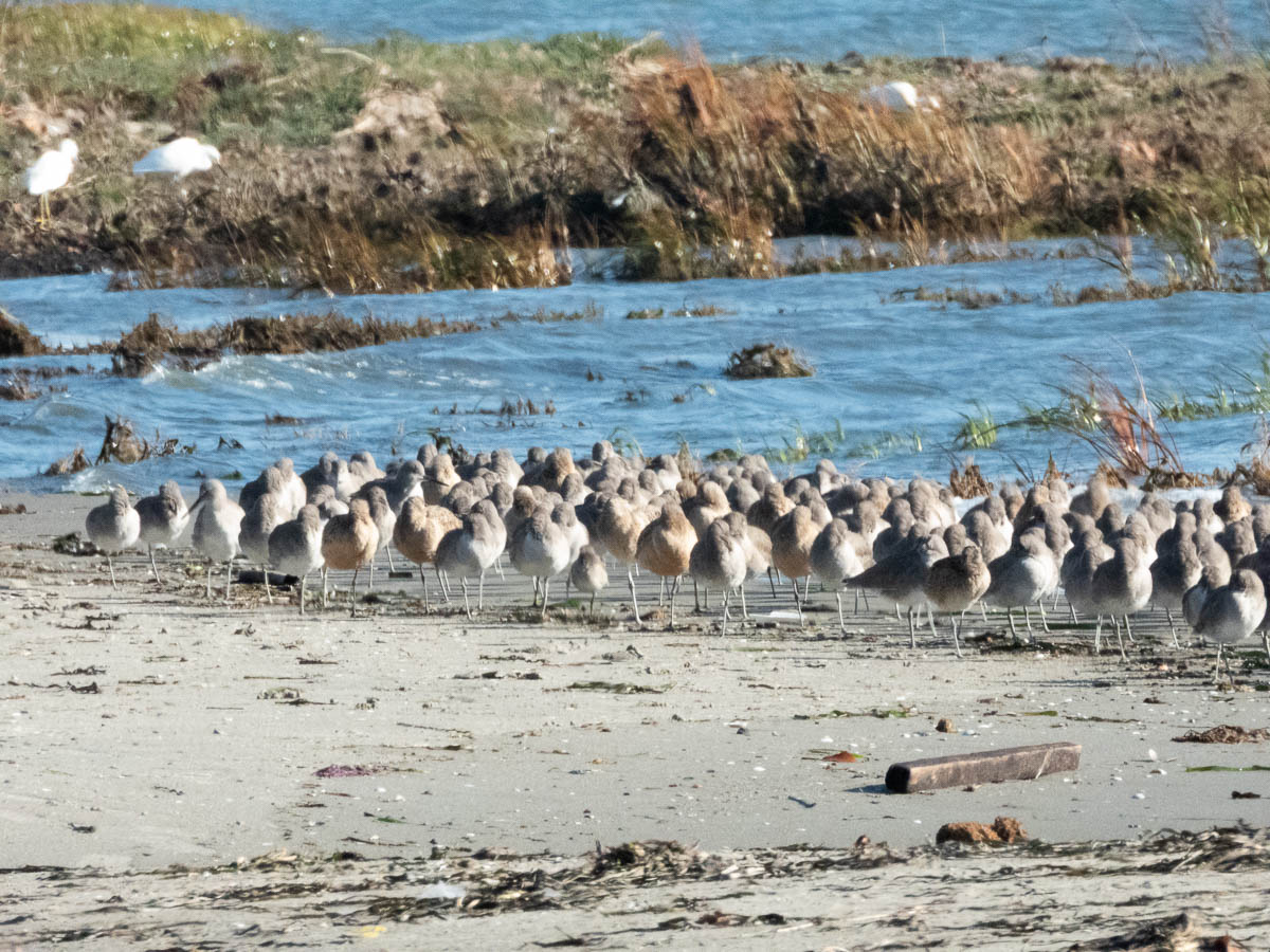 Willet