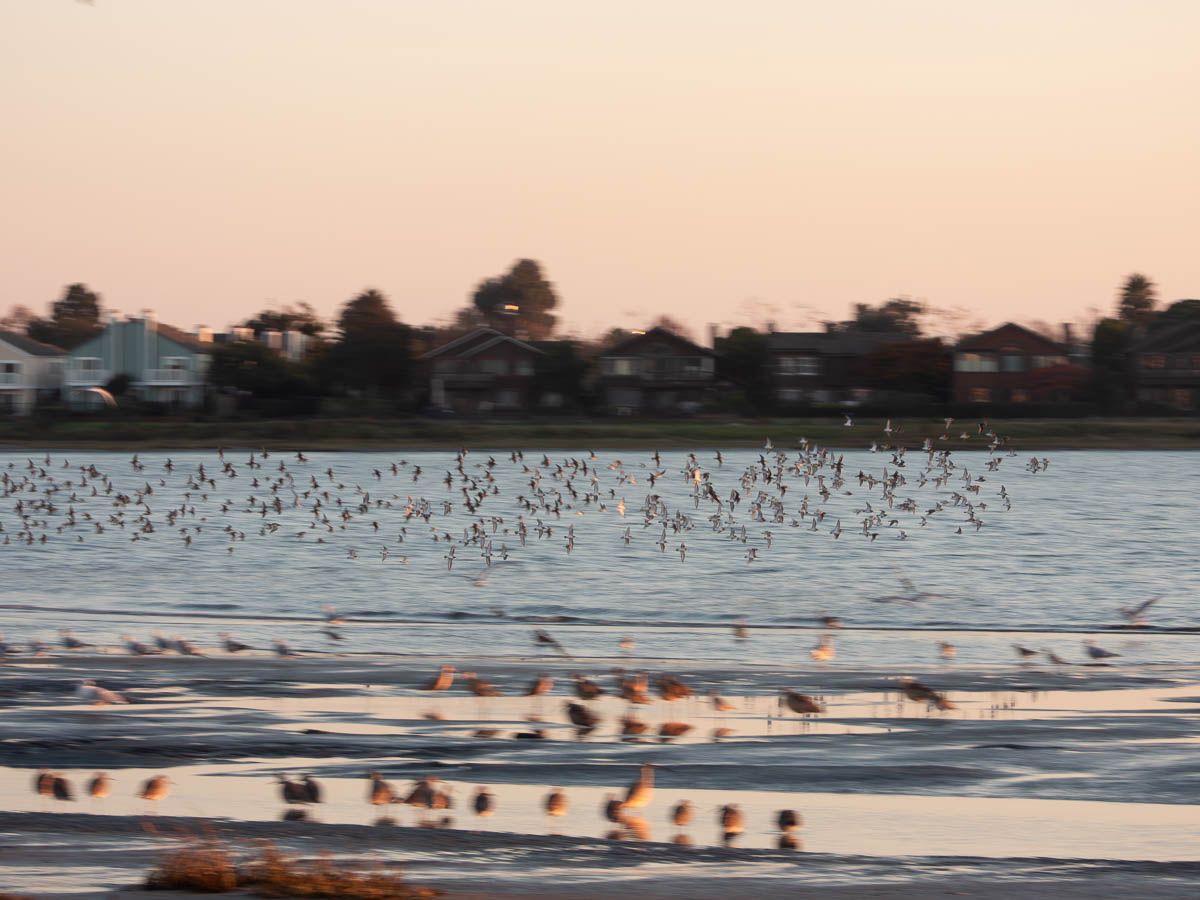Dunlin
