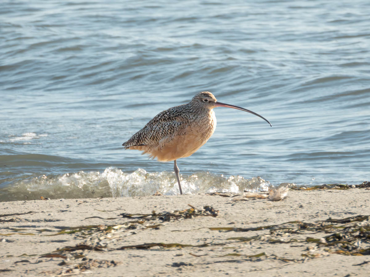 Afternoon Birding at Elsie Roemer