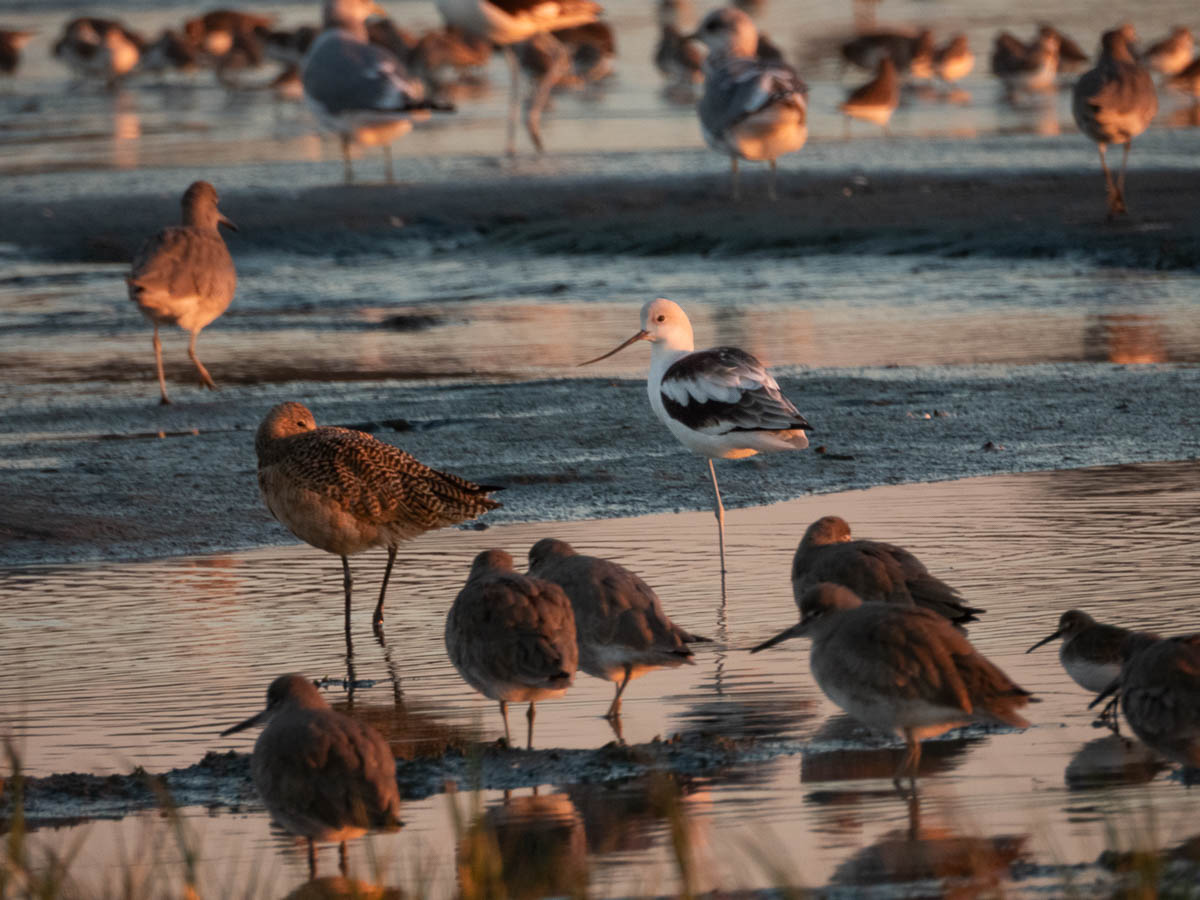 American Avocet