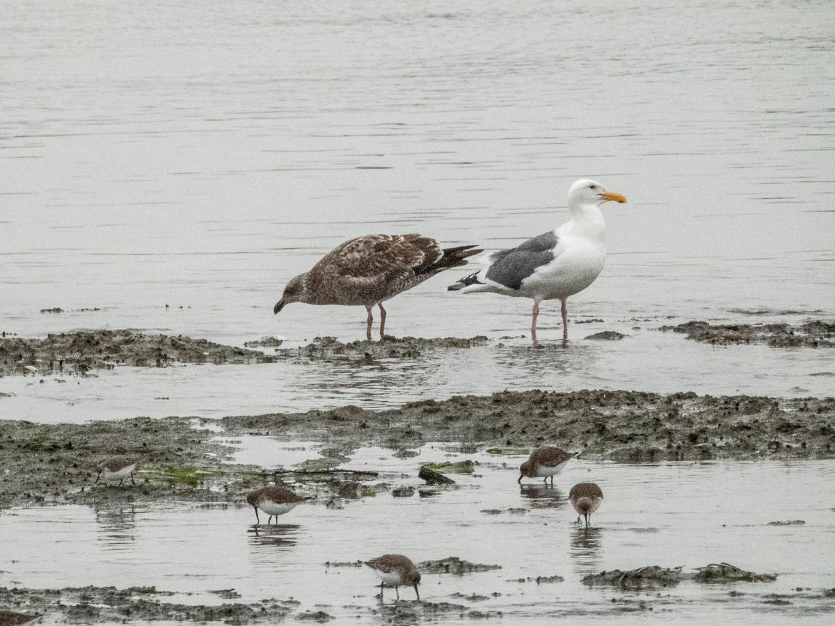 Western Gull