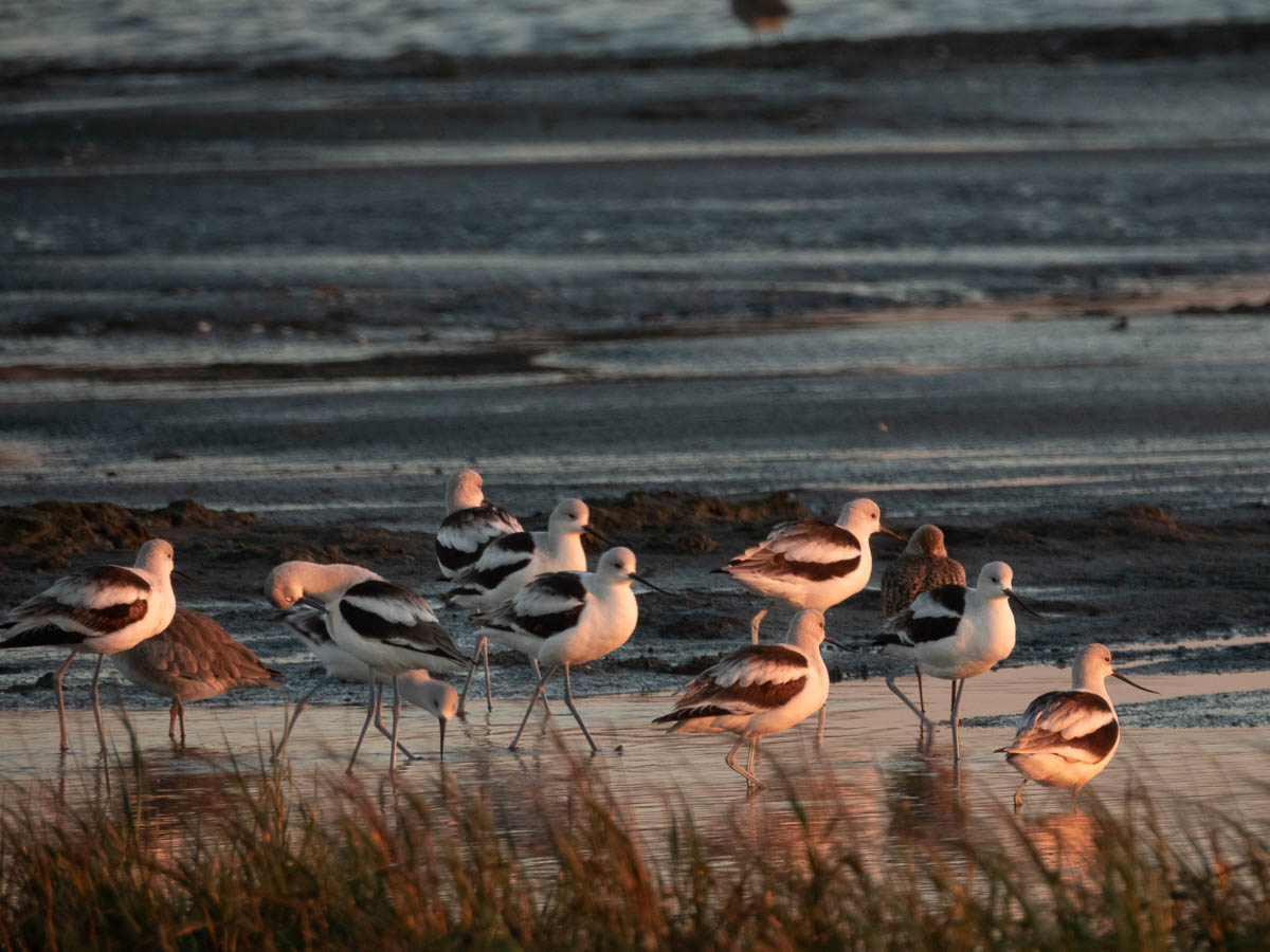 American Avocet