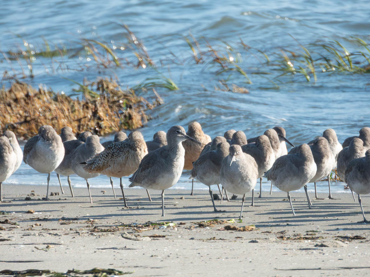 Willet
