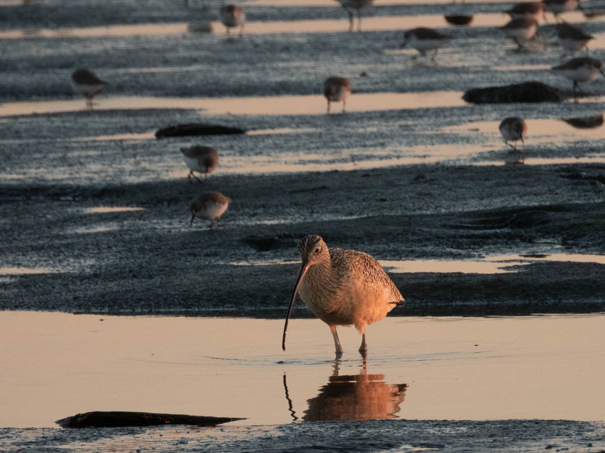 Long-Billed Curlew
