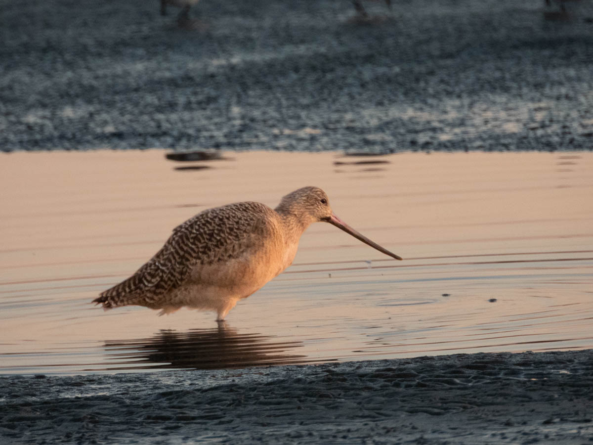Marbled Godwit