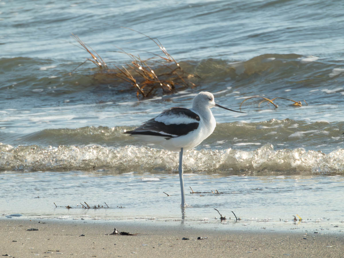 American Avocet