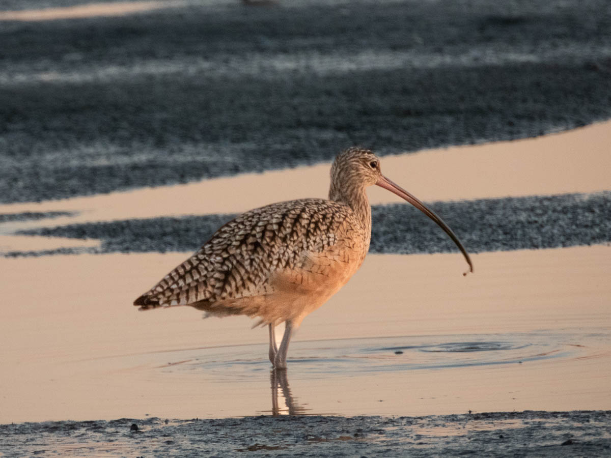 Long-Billed Curlew