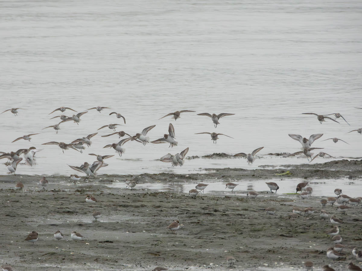 Dunlin