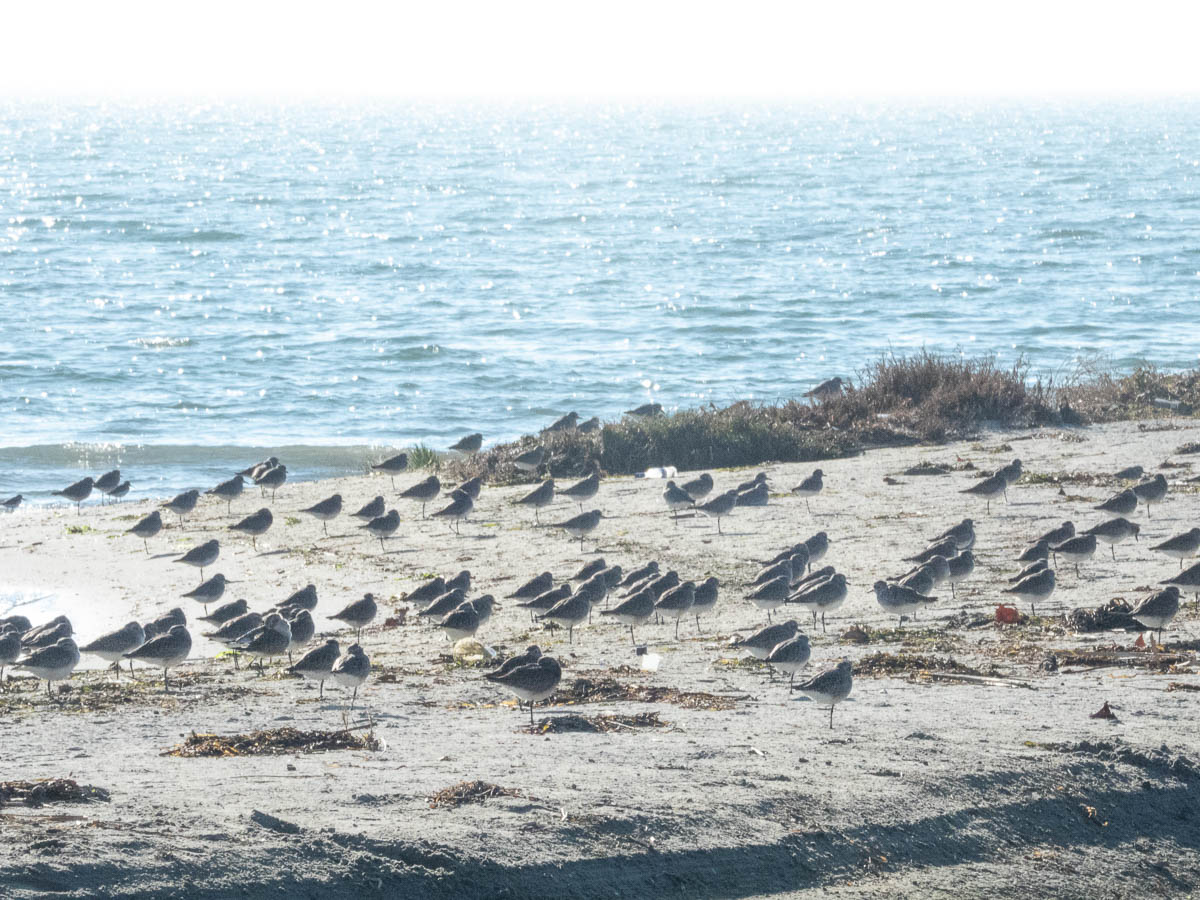Dunlin