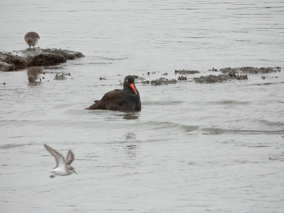 Black Oystercatcher