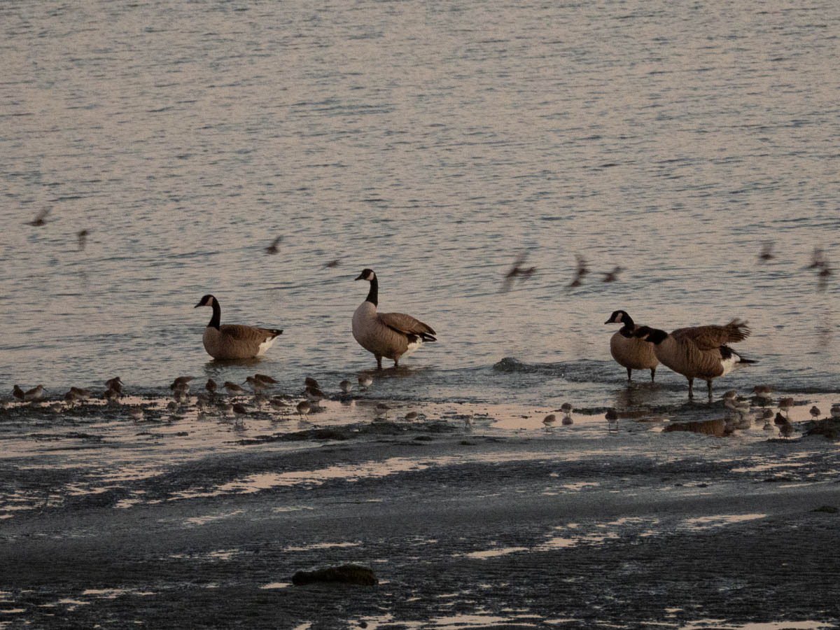 Canadian Geese