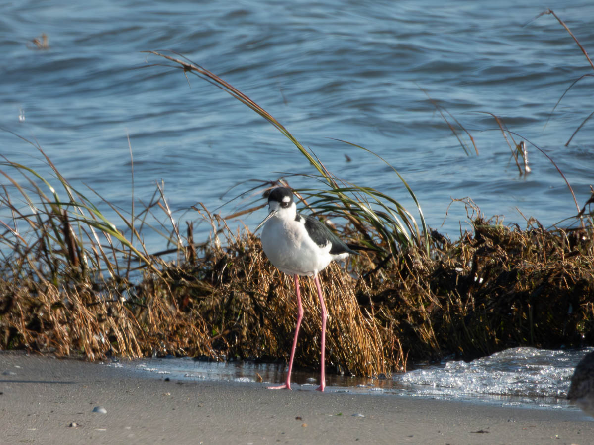 Black-Necked Stilt