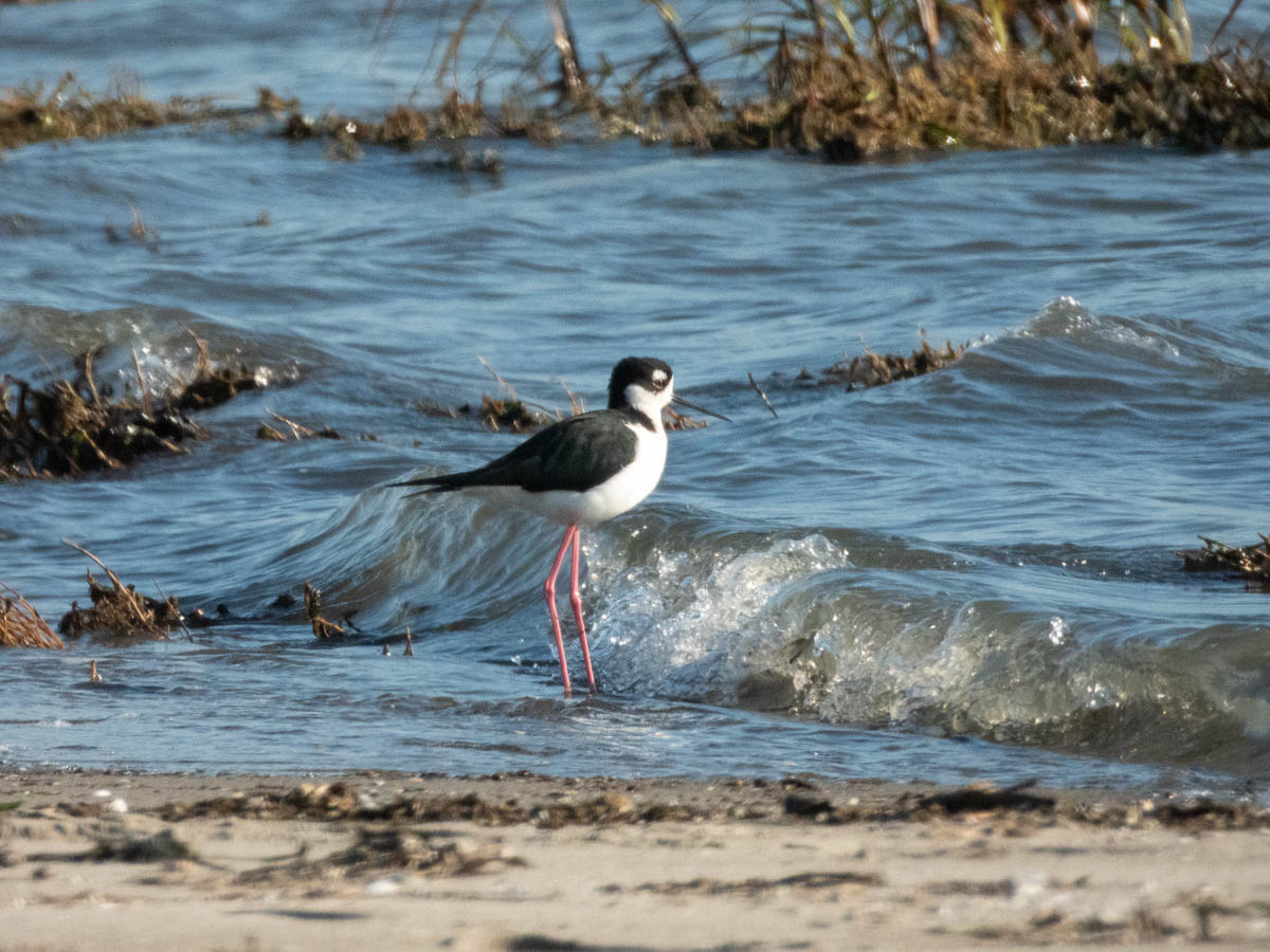 Black-Necked Stilt