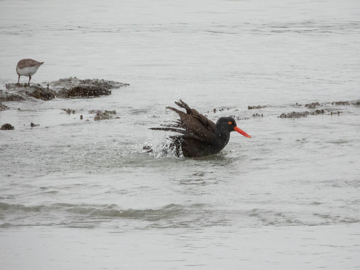 Black Oystercatcher