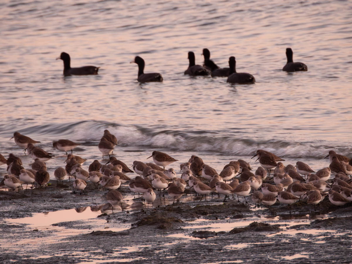 Elsie Roemer Bird Sanctuary