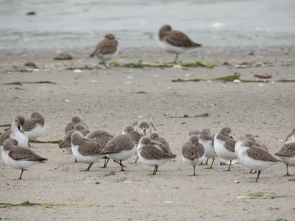 Sanderling