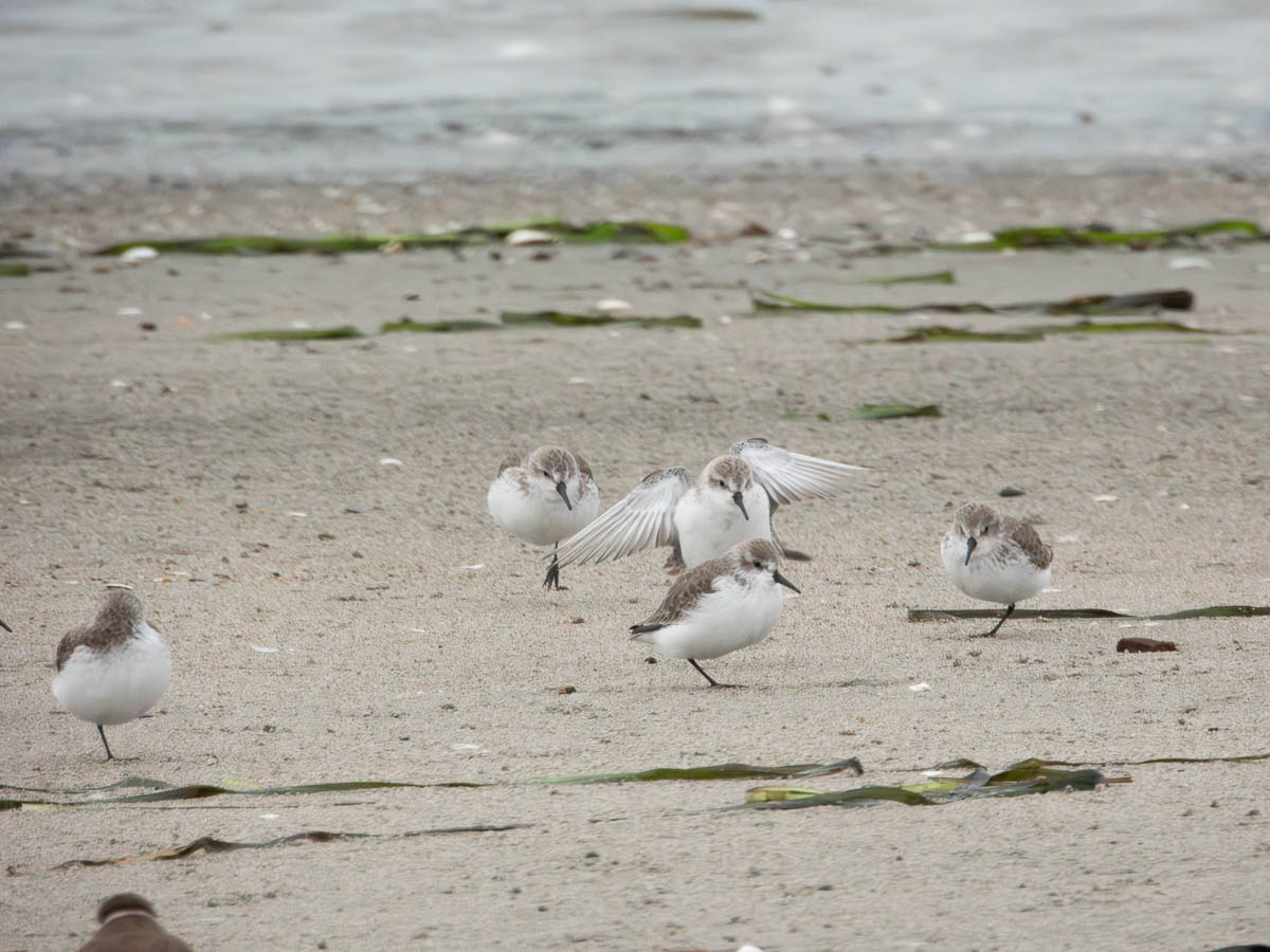 Sanderling