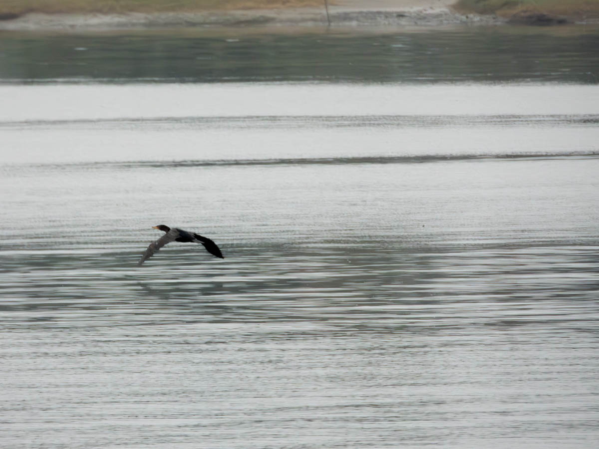 Double-Crested Cormorant