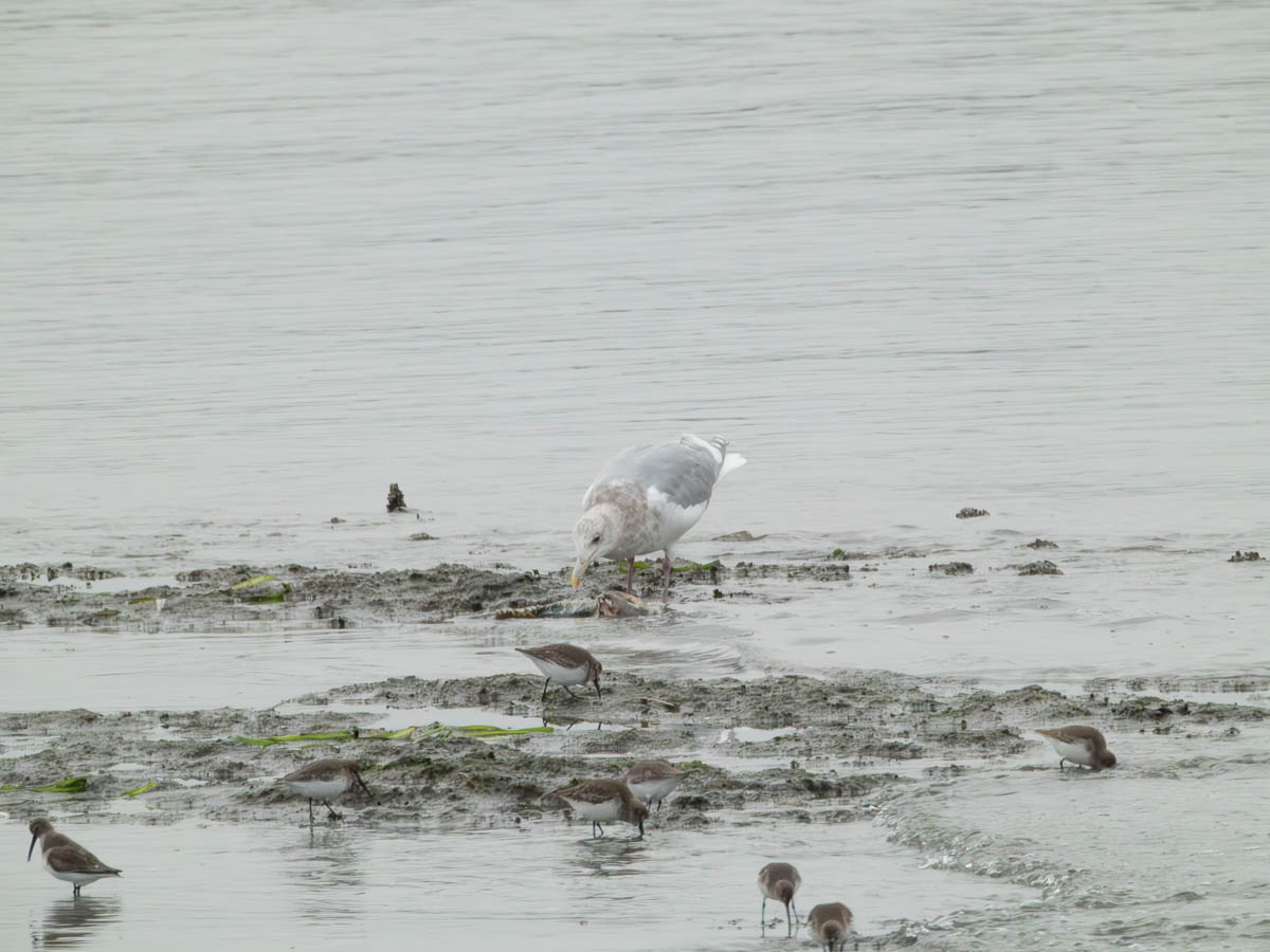 American Herring Gull