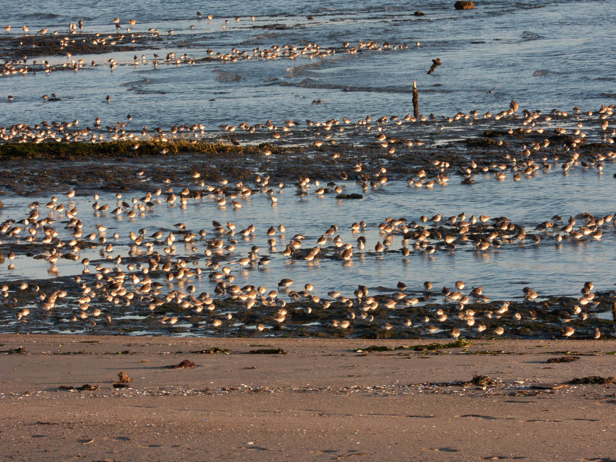Dunlin