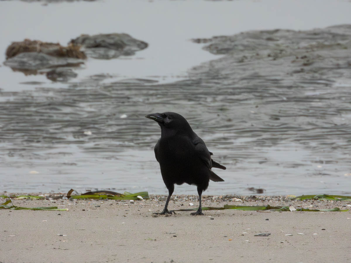 American Crow