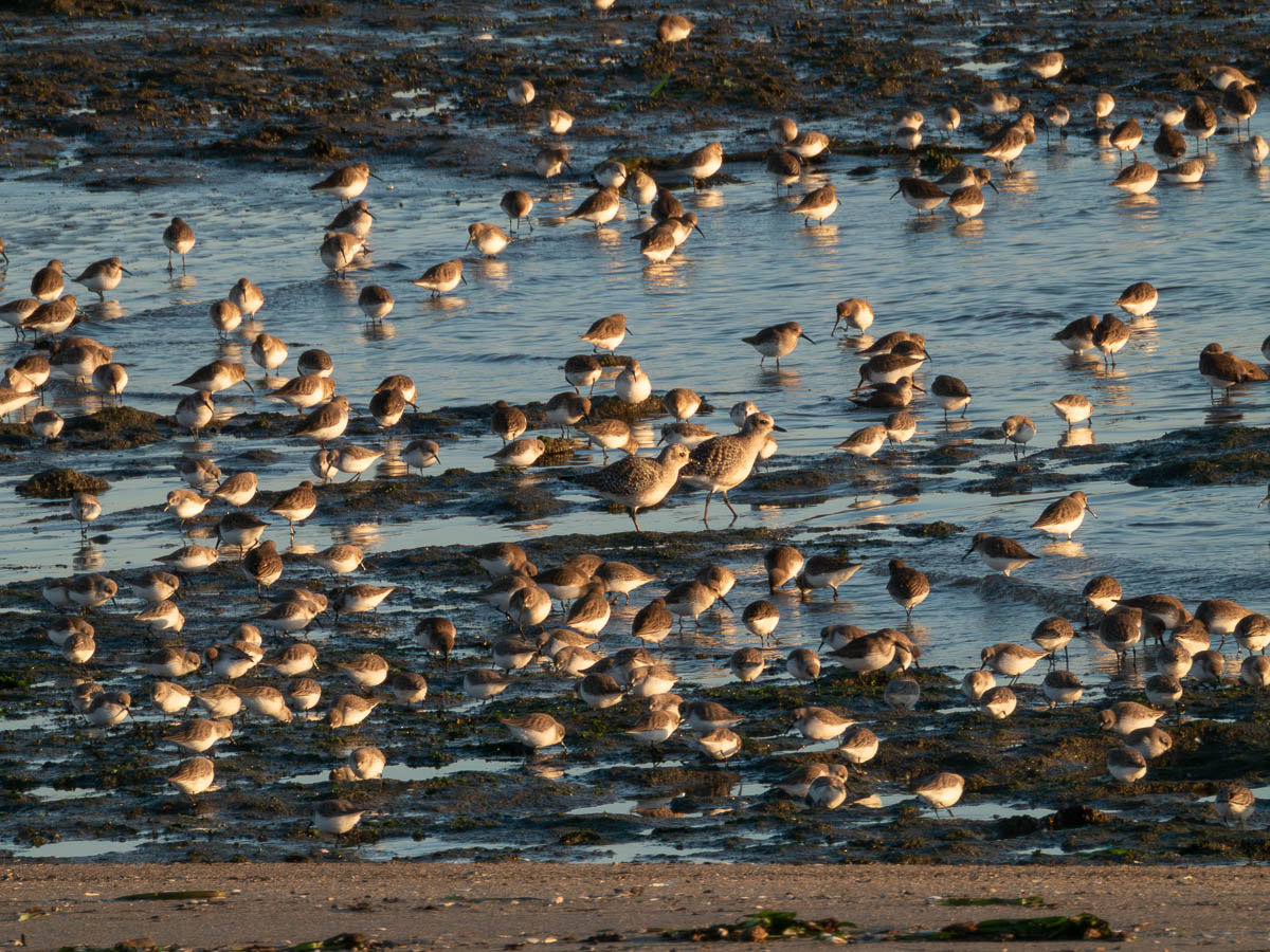Dunlin and Black Bellied Plover