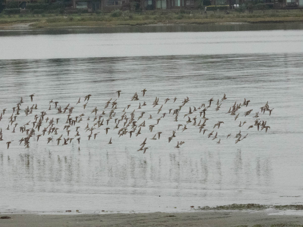 Dunlin