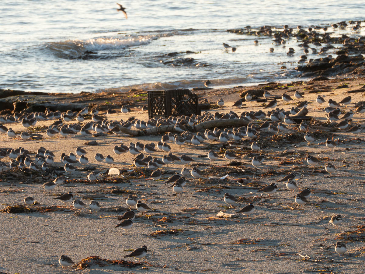 Dunlin and Semipalmated Plover