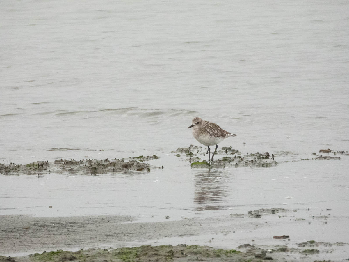 Black-bellied Plover