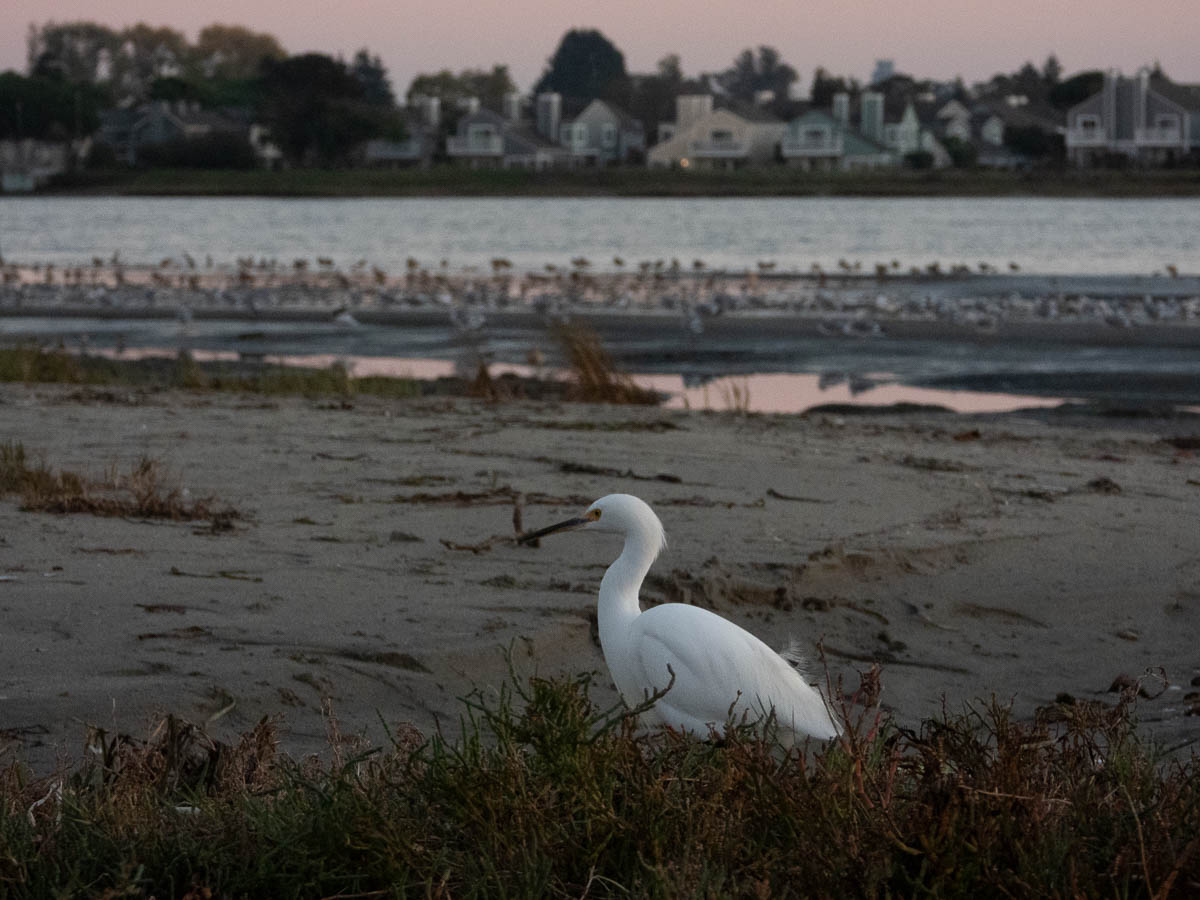 Great Egret
