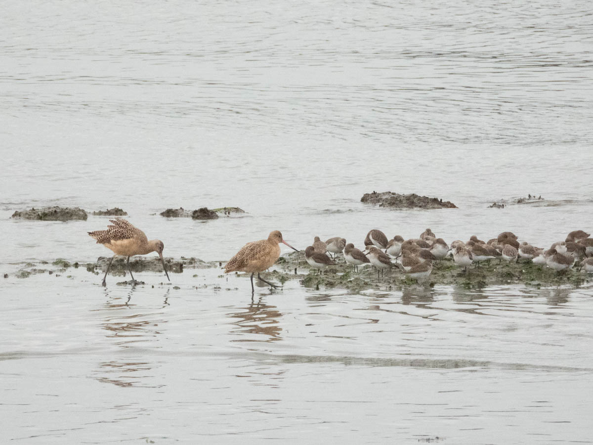 Marbled Godwit
