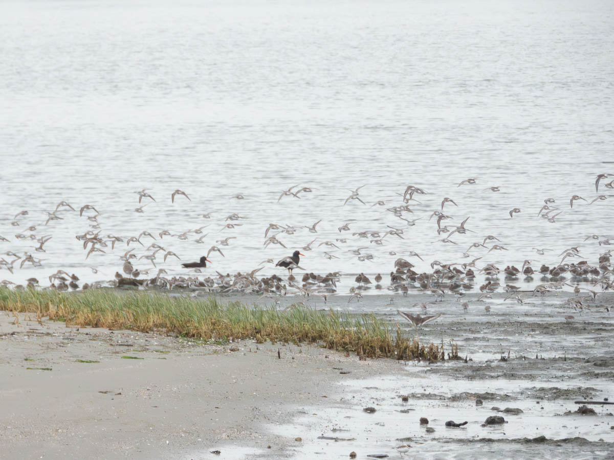Elsie Roemer Bird Sanctuary