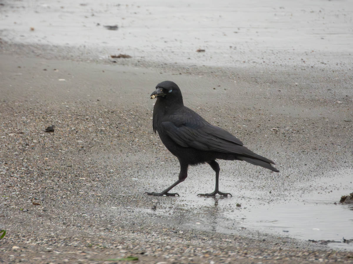 American Crow