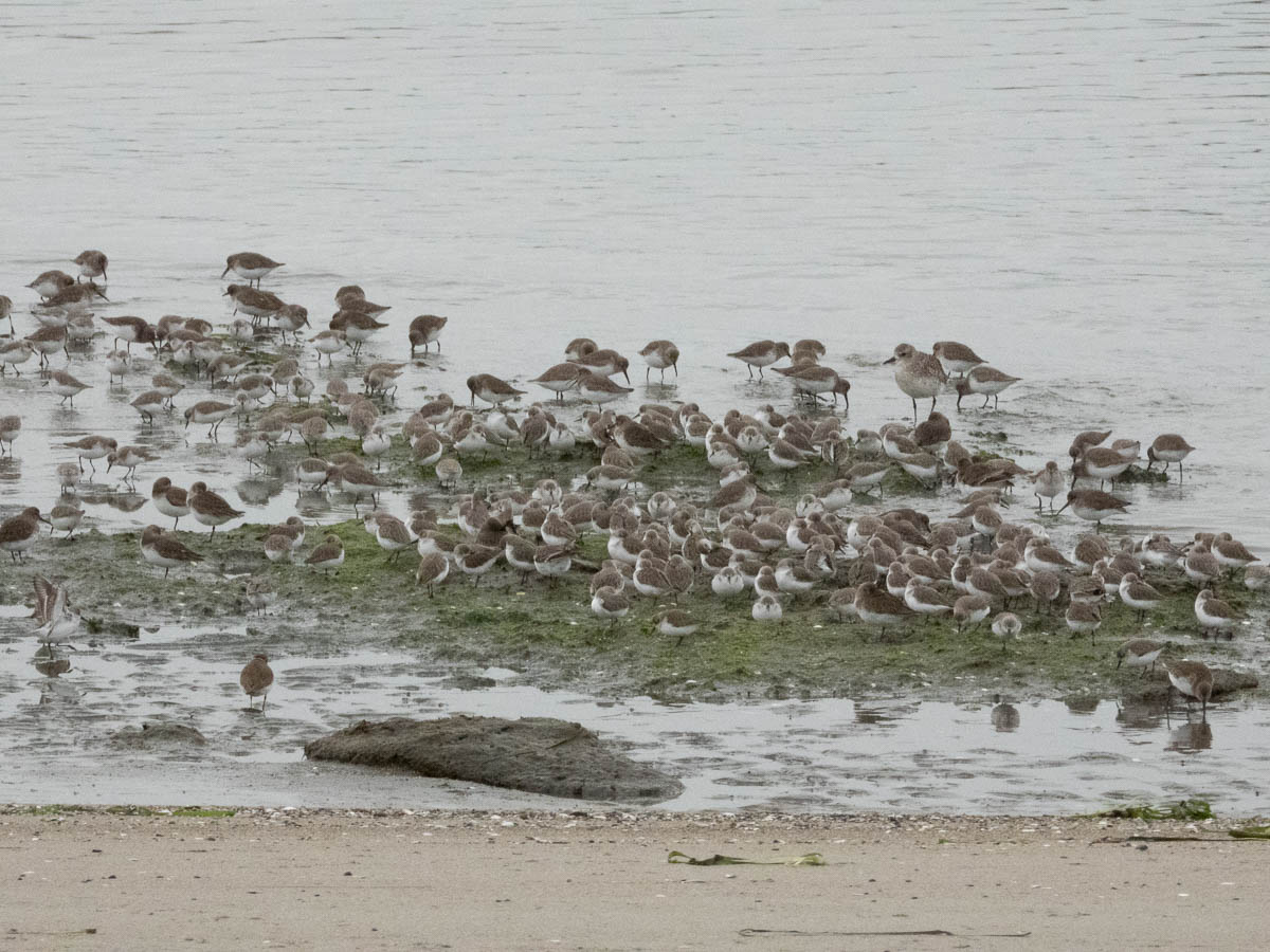Dunlin