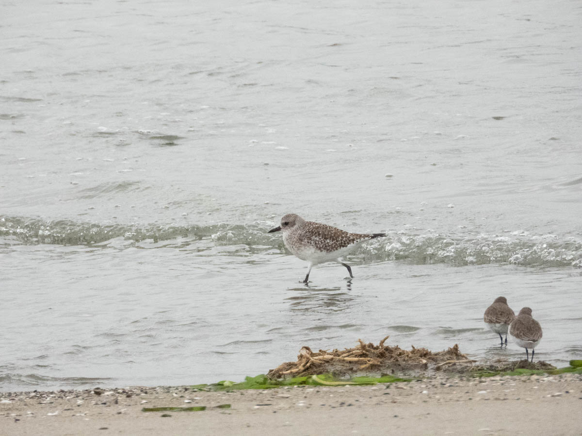 Sanderling