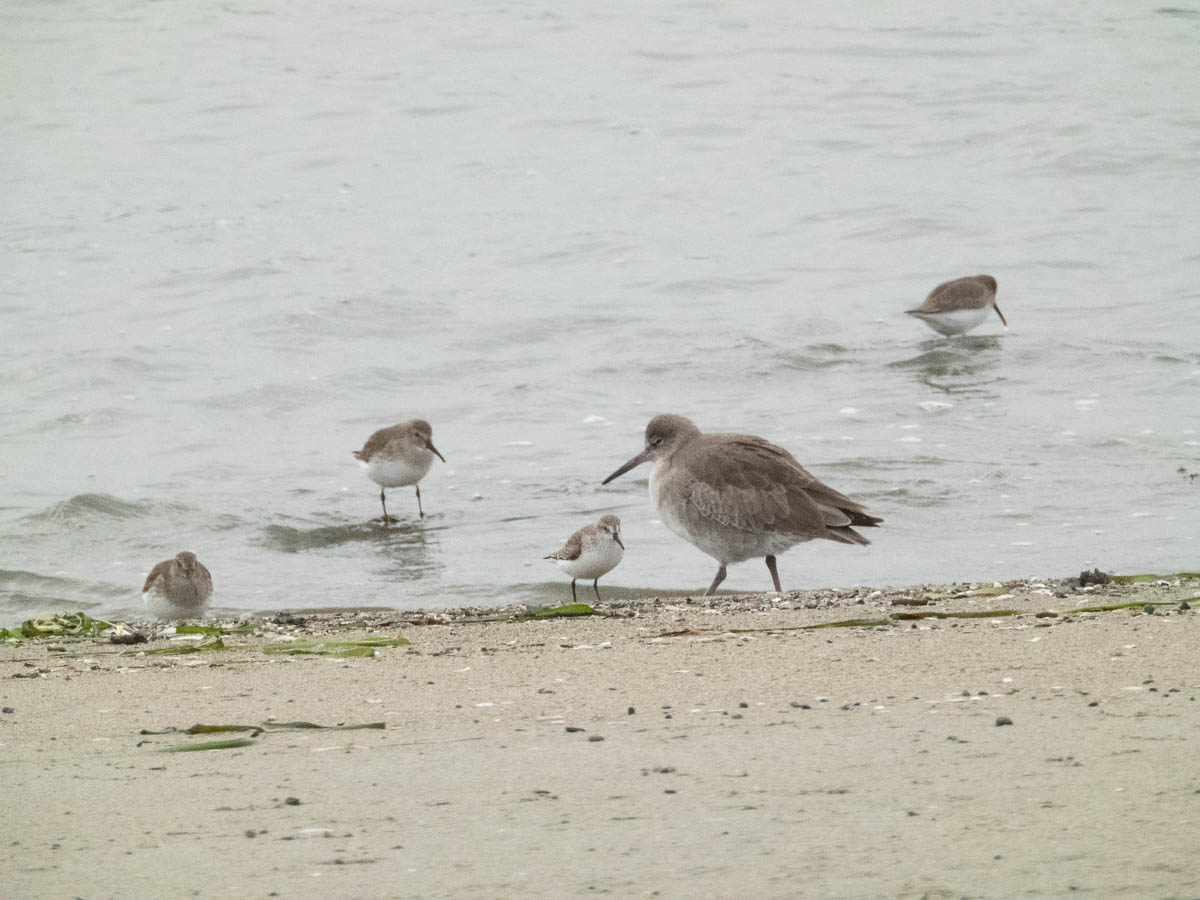 Willet and Dunlin