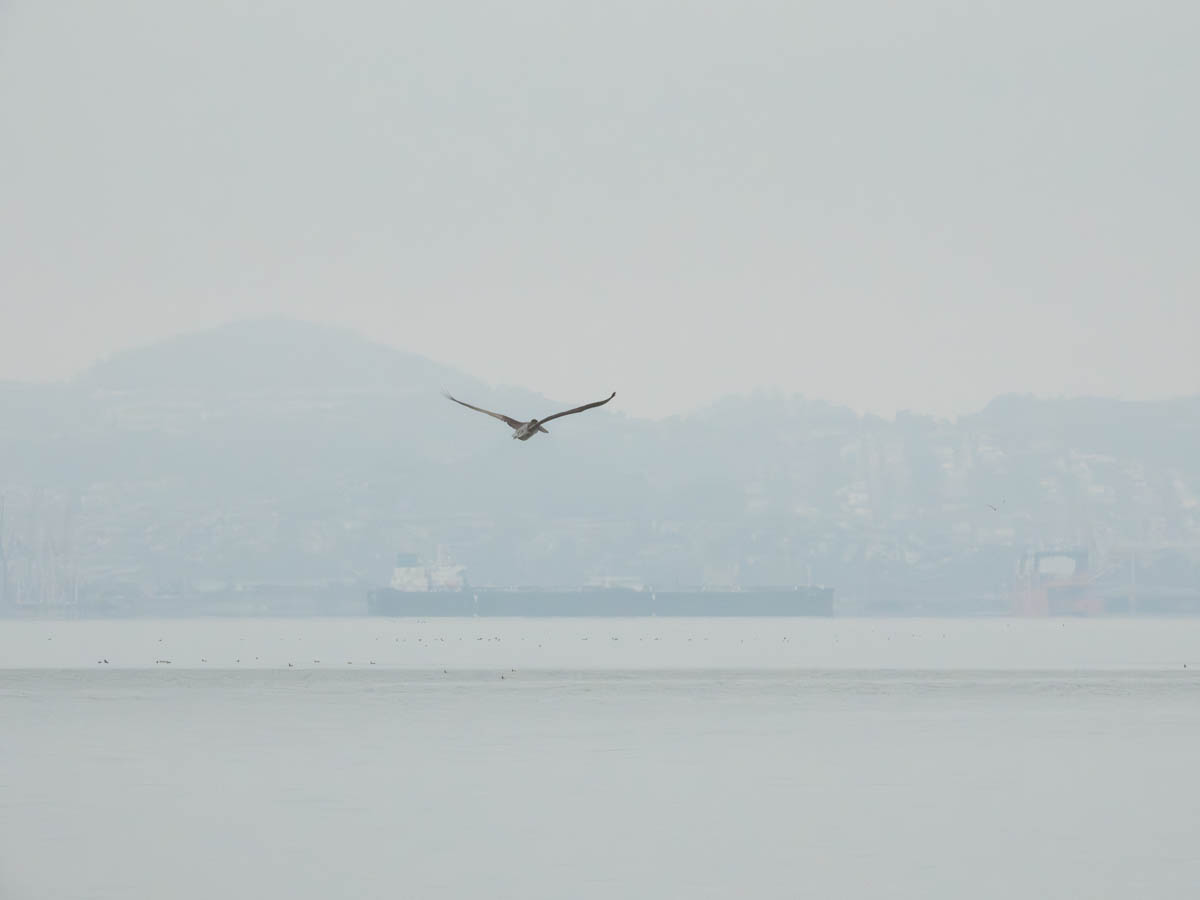 Brown Pelican