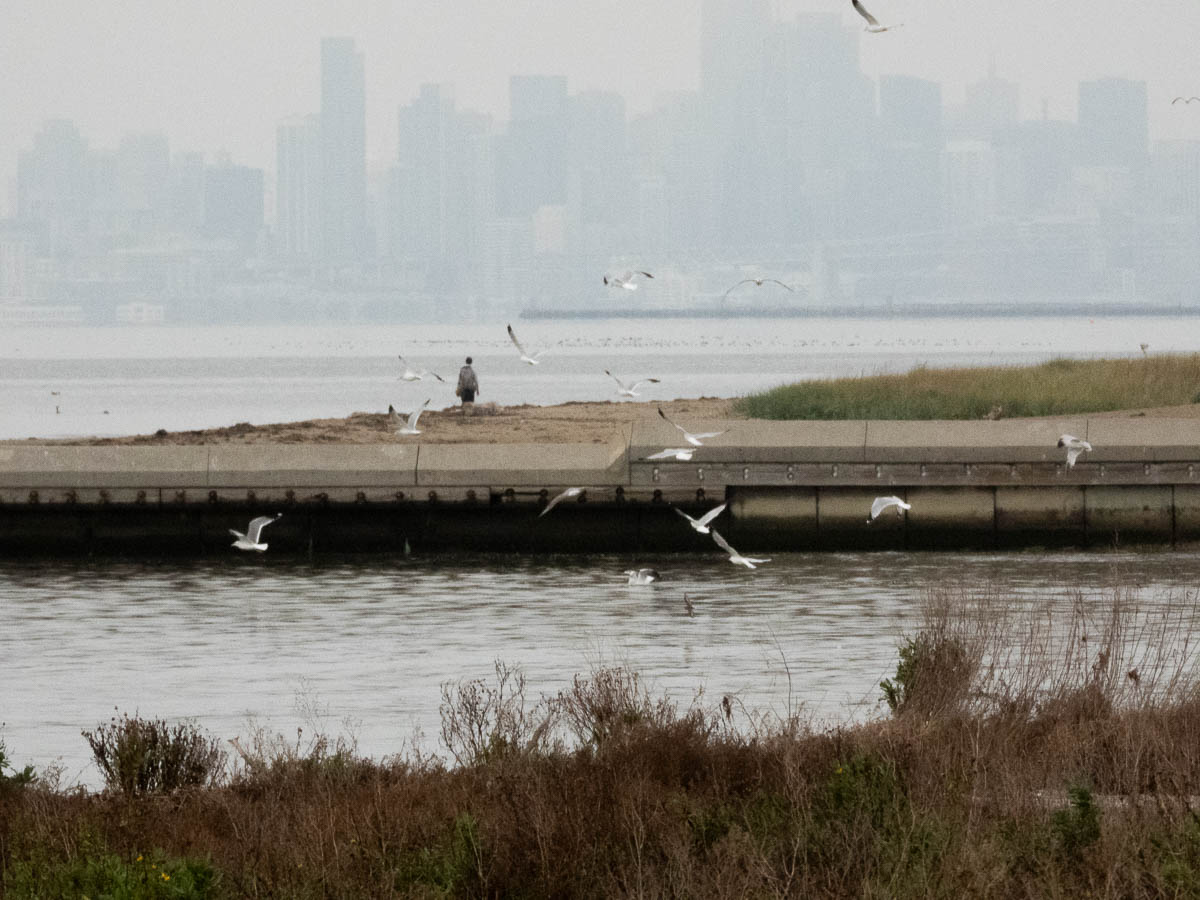 Herring Gull