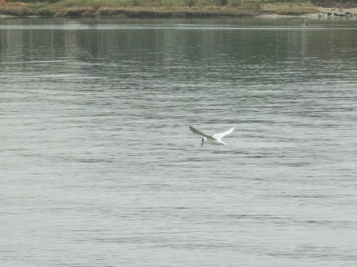 Forster’s Tern