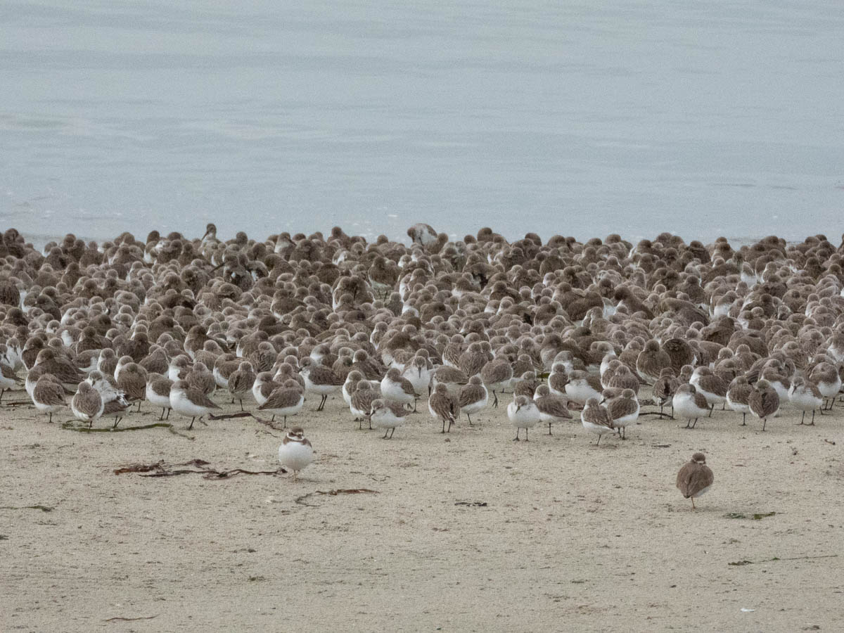 Dunlin and Semipalmated Plover