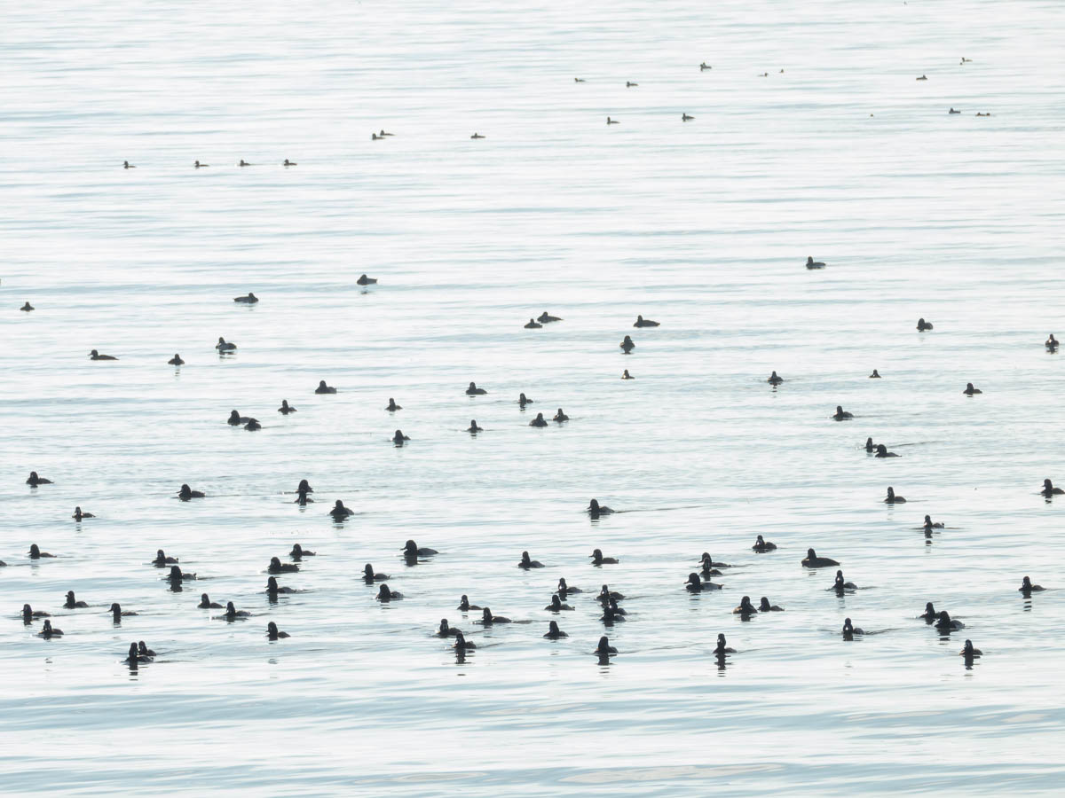 Lesser Scaup